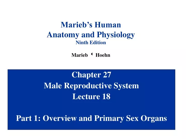 chapter 27 male reproductive system lecture 18 part 1 overview and primary sex organs
