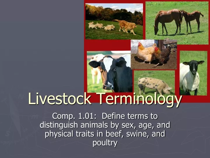livestock terminology