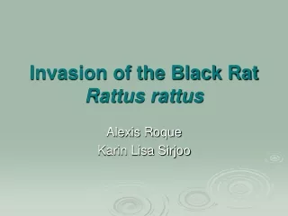 Invasion of the Black Rat Rattus rattus