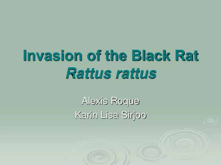 invasion of the black rat rattus rattus