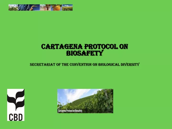 cartagena protocol on biosafety secretariat of the convention on biological diversity