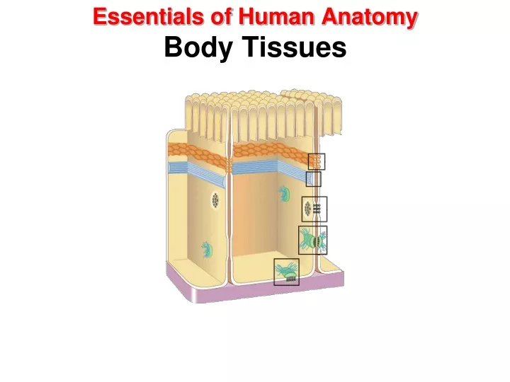 essentials of human anatomy body tissues