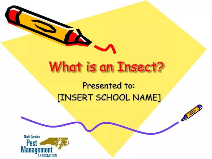 what is an insect