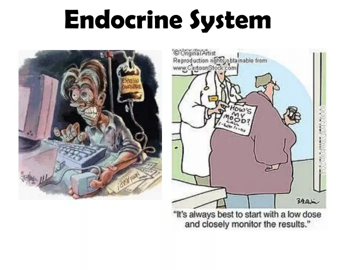 endocrine system