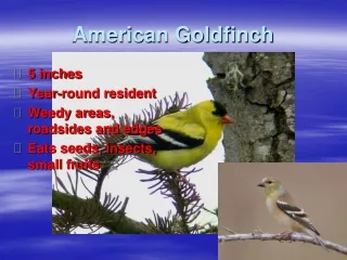 American Goldfinch