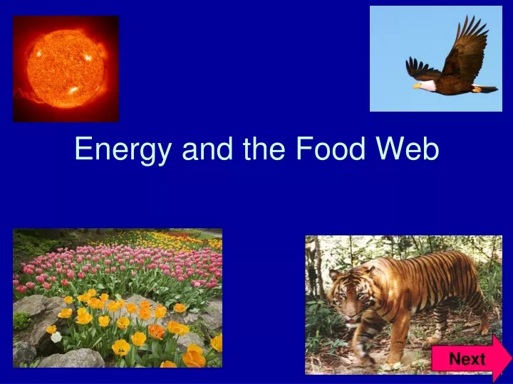 energy and the food web