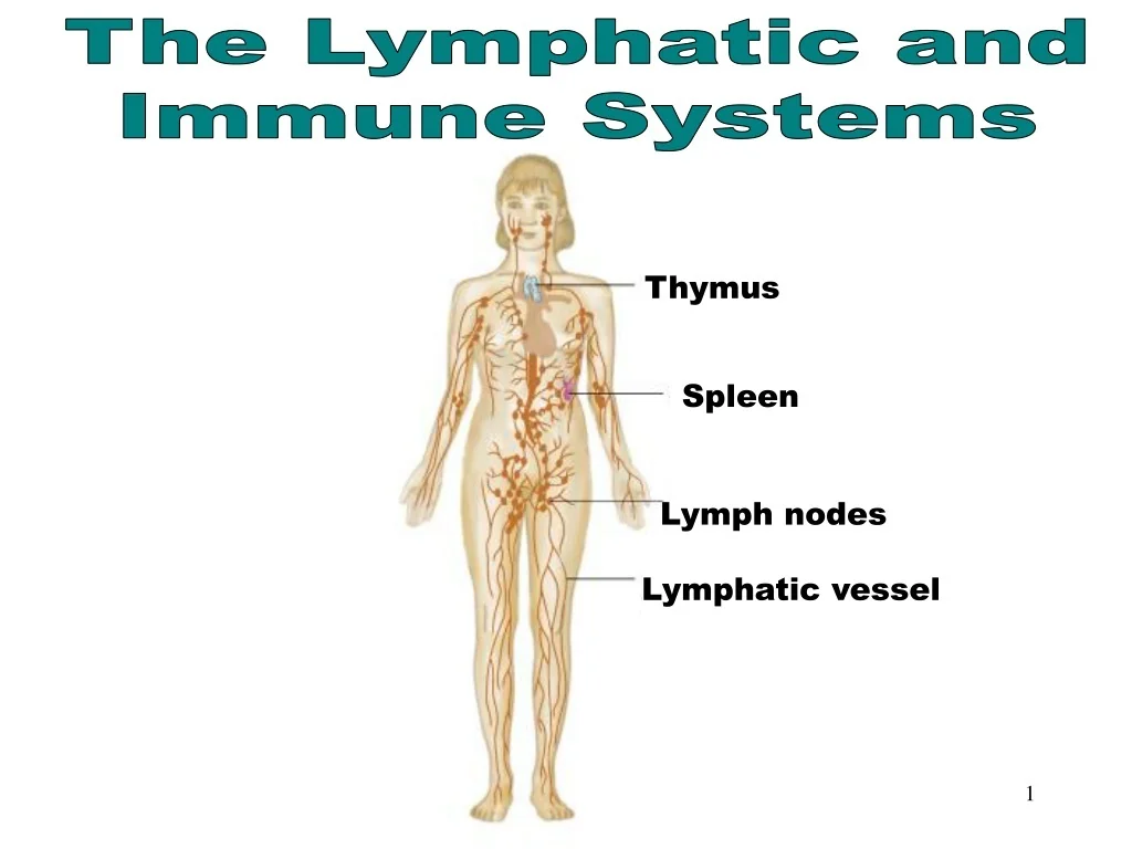 PPT - The Lymphatic & Immune Systems PowerPoint Presentation, free ...