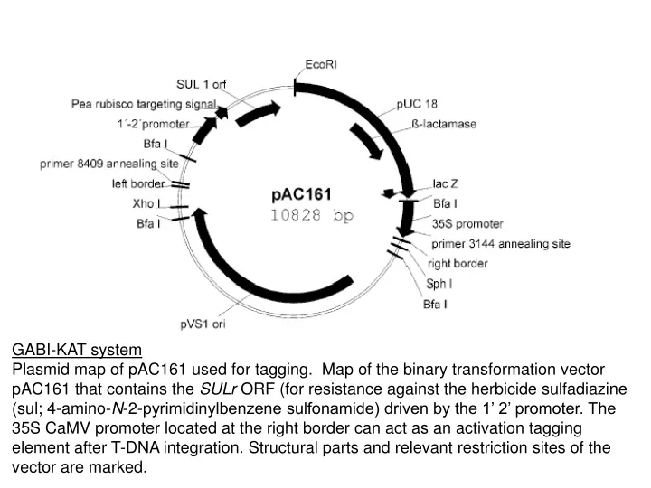 gabi kat system plasmid map of pac161 used