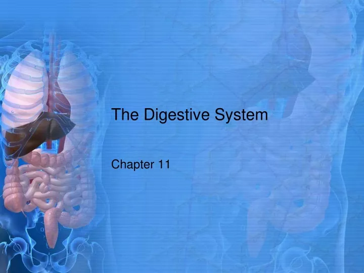 the digestive system