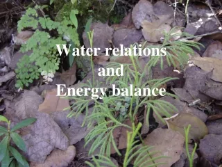 Water relations and  Energy balance