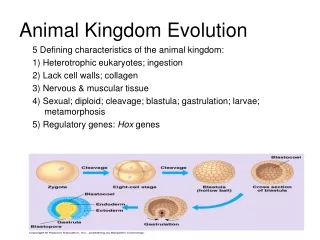Animal Kingdom Evolution