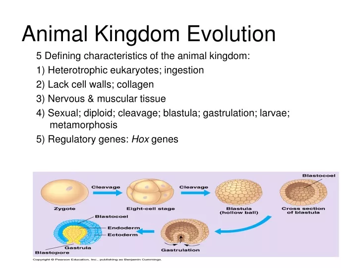 animal kingdom evolution