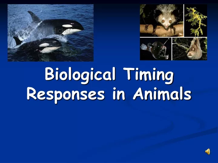 biological timing responses in animals