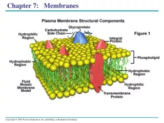 Chapter 7:   Membranes