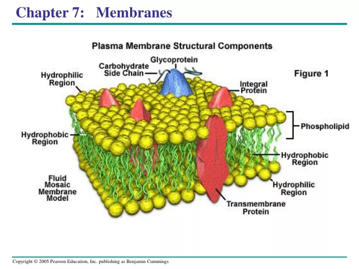 chapter 7 membranes