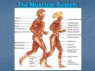 The Muscular System