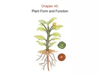Chapter 43: Plant Form and Function