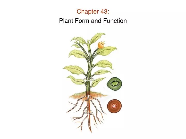 chapter 43 plant form and function