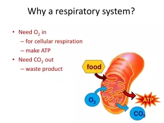 Why a respiratory system?
