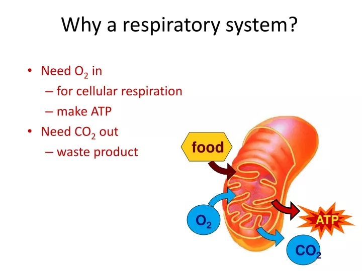 why a respiratory system