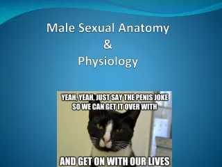 Male Sexual Anatomy  &amp; Physiology