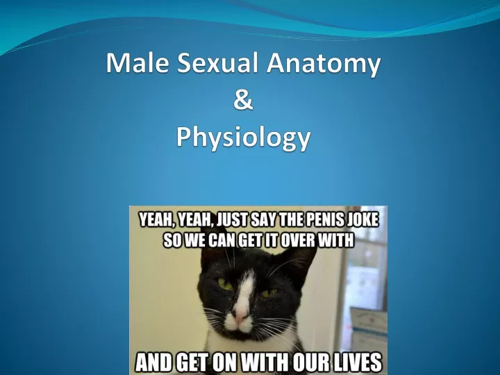 male sexual anatomy physiology