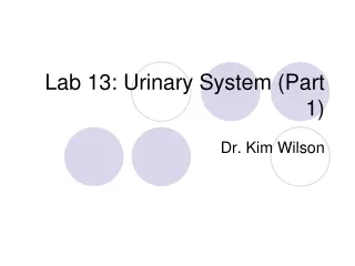 Lab 13: Urinary System (Part 1)