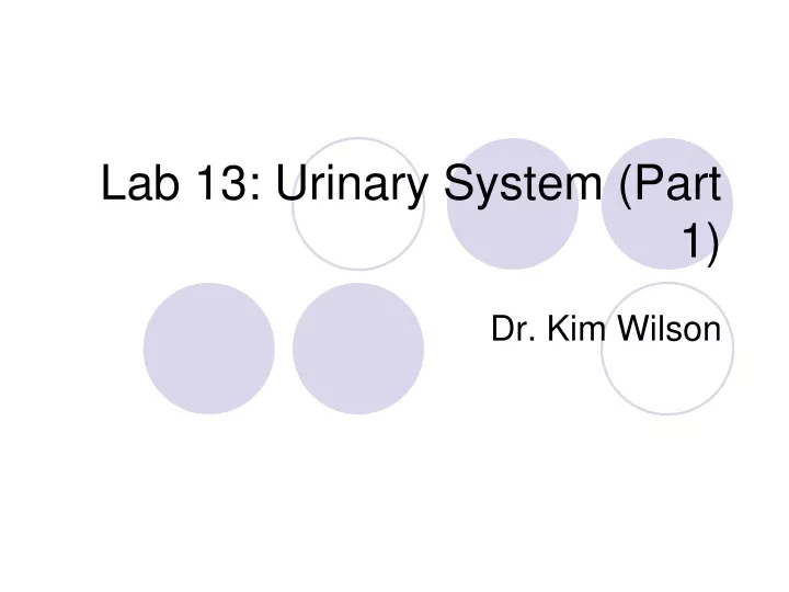 lab 13 urinary system part 1