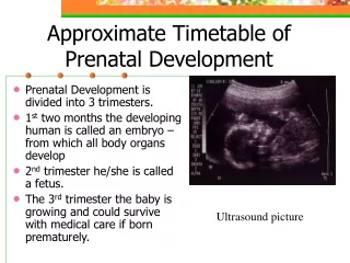 Approximate Timetable of Prenatal Development
