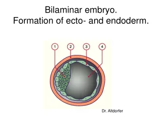 Bilaminar embryo. Formation of ecto- and endoderm.