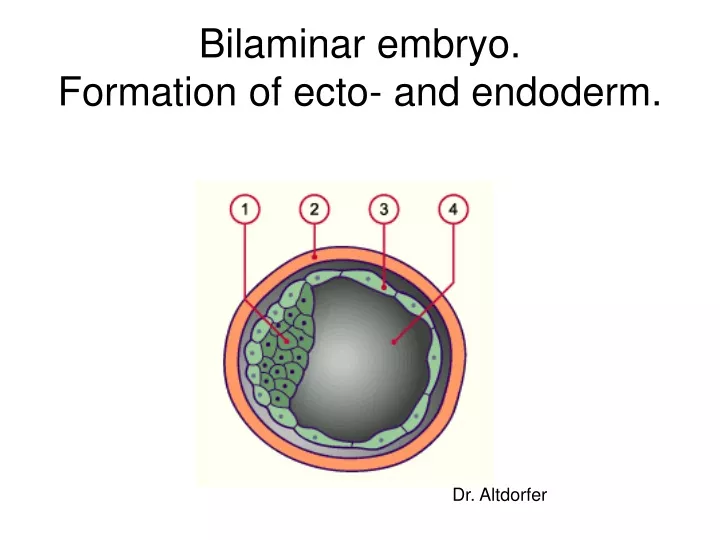 bilaminar embryo formation of ecto and endoderm