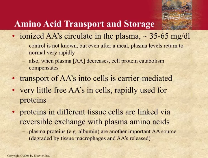 amino acid transport and storage