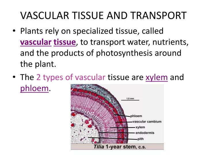 vascular tissue and transport