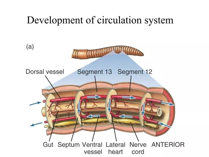 development of circulation system