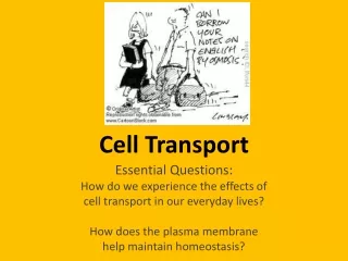 Cell Transport