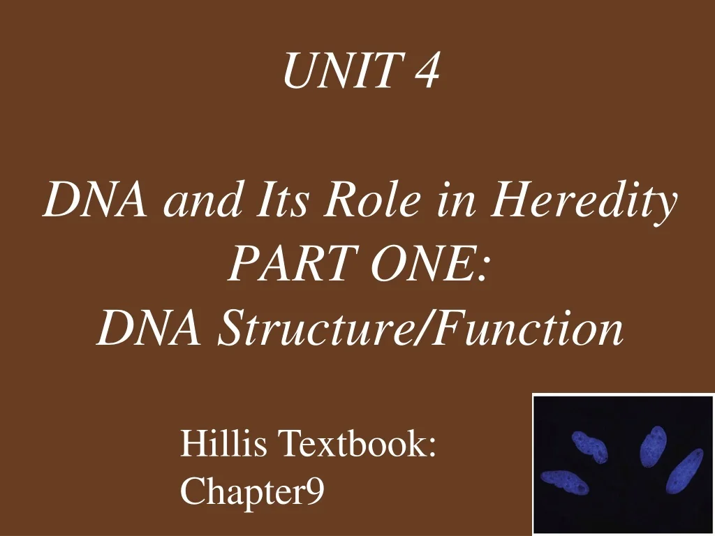 PPT - UNIT 4 DNA and Its Role in Heredity PART ONE: DNA Structure ...