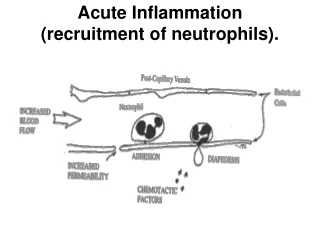 Acute Inflammation (recruitment of neutrophils).