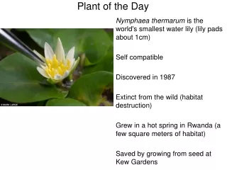 Nymphaea thermarum  is the world's smallest water lily (lily pads about 1cm) Self compatible
