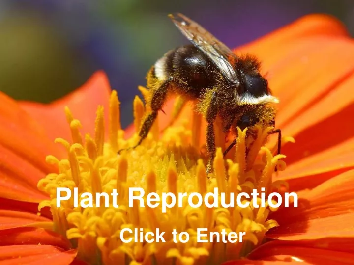 plant reproduction