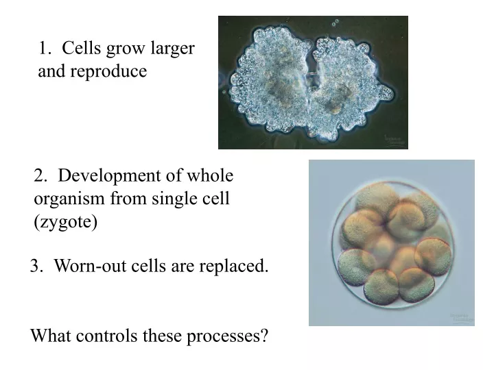 1 cells grow larger and reproduce