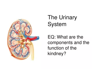 The Urinary System EQ: What are the components and the  function of the  kindney ?
