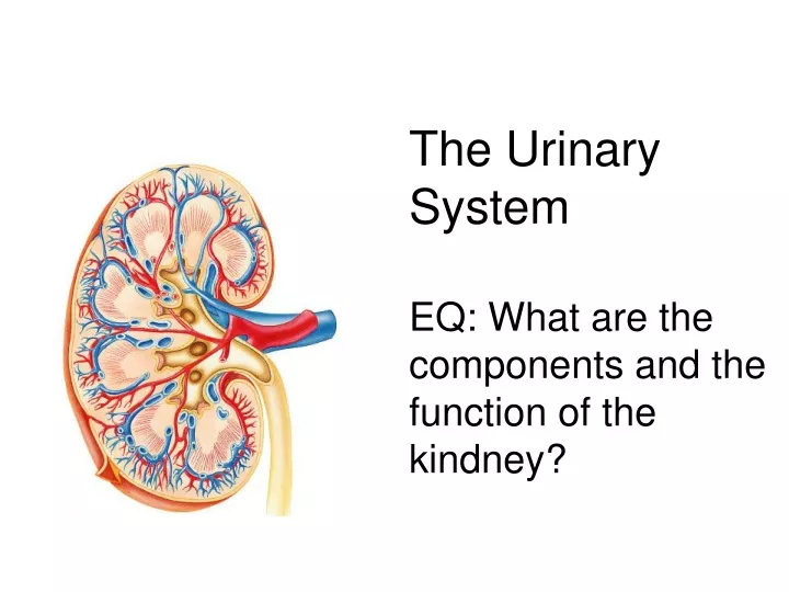 the urinary system eq what are the components and the function of the kindney