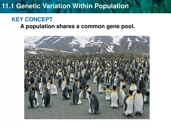 key concept a population shares a common gene pool