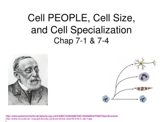 Cell PEOPLE, Cell Size,  and Cell Specialization  Chap 7-1 &amp; 7-4