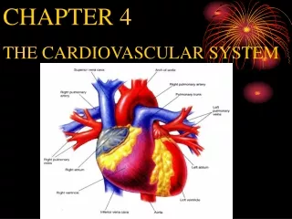 CHAPTER 4 THE CARDIOVASCULAR SYSTEM