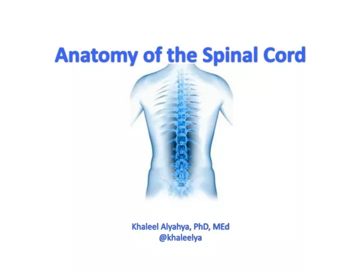 anatomy of the spinal cord