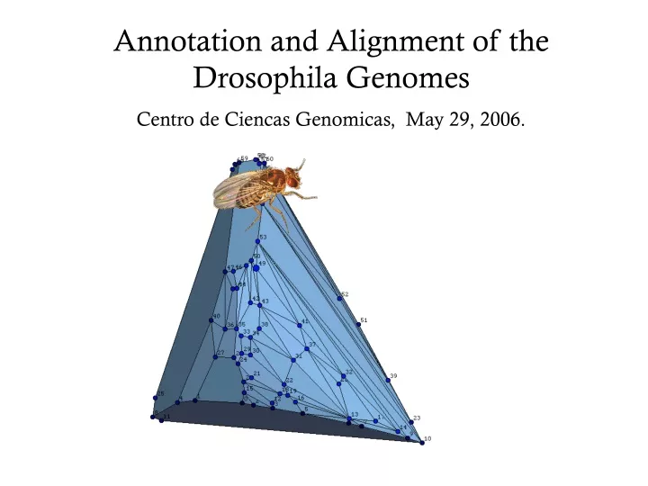 annotation and alignment of the drosophila