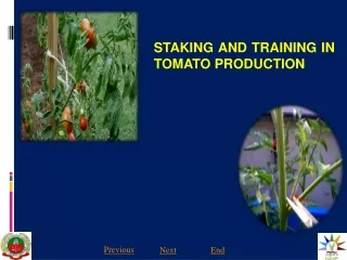STAKING AND TRAINING IN TOMATO PRODUCTION