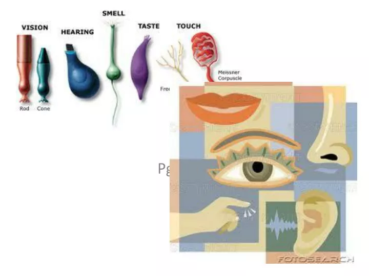the sensory organs