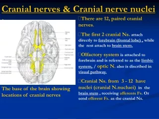 Cranial nerves &amp; Cranial nerve nuclei :
